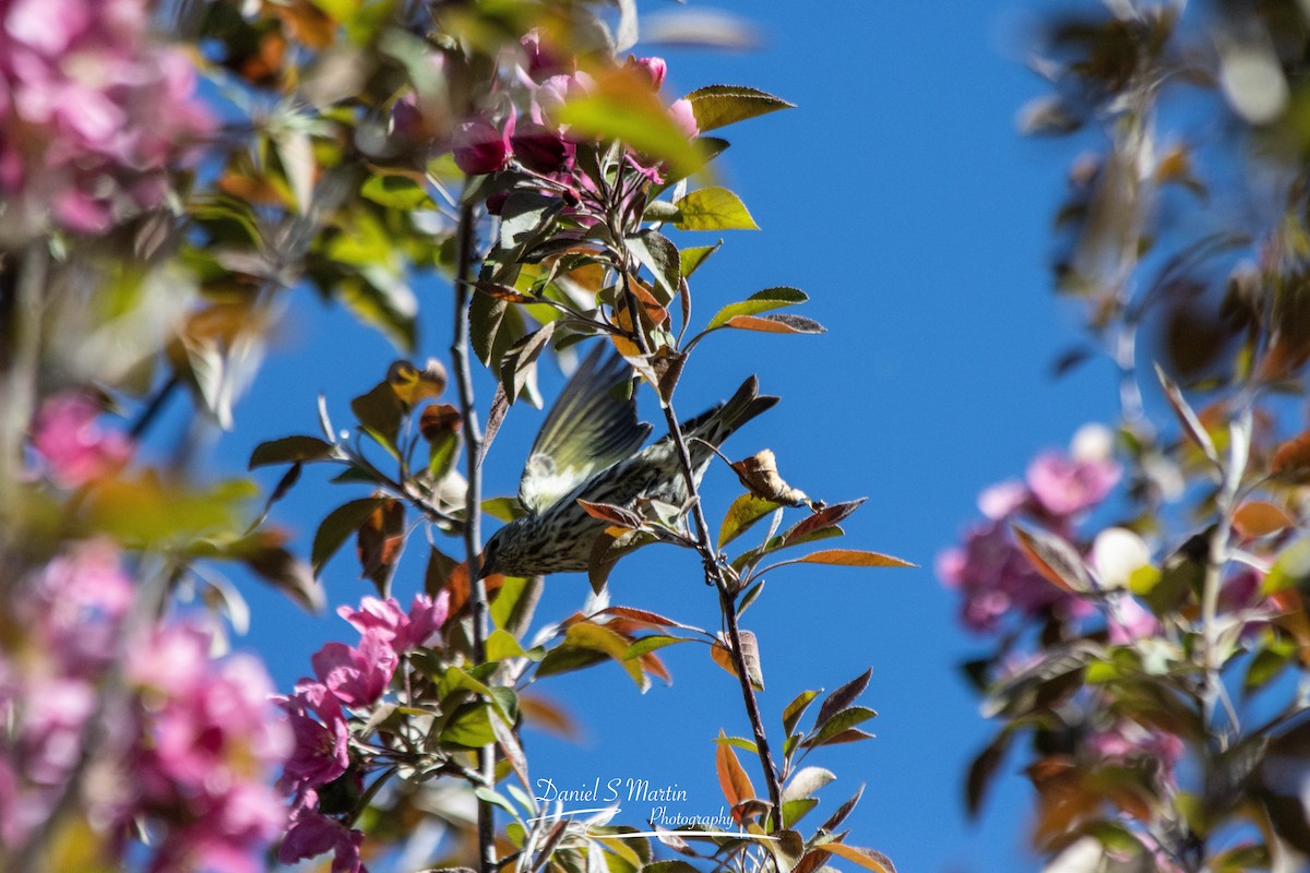 Pine Siskin - ML620190125