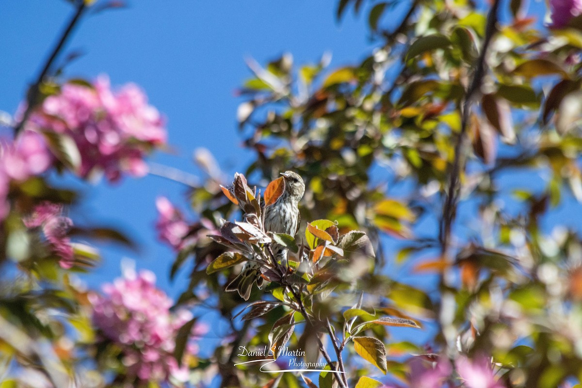 Pine Siskin - ML620190126