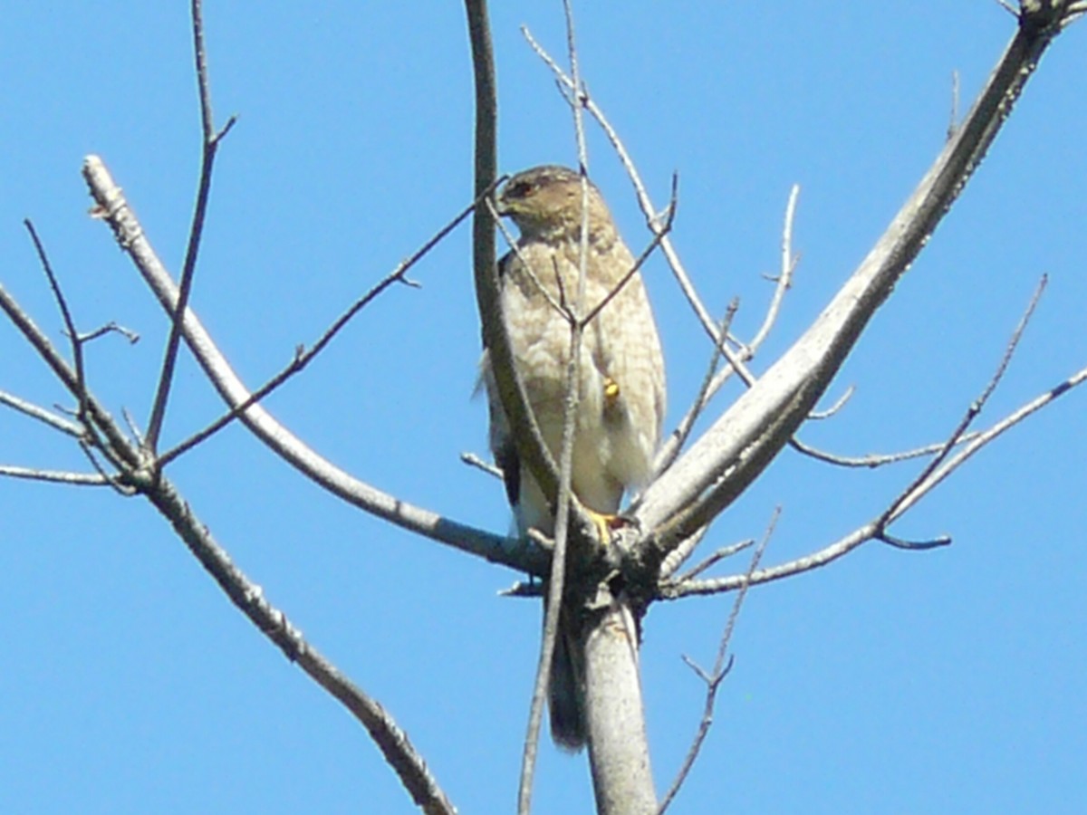 Cooper's Hawk - ML620190129