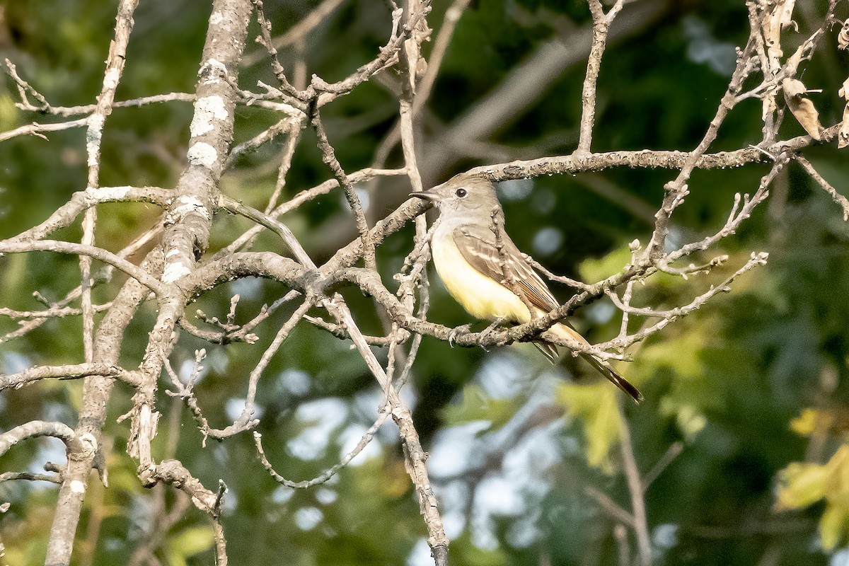 Great Crested Flycatcher - ML620190130