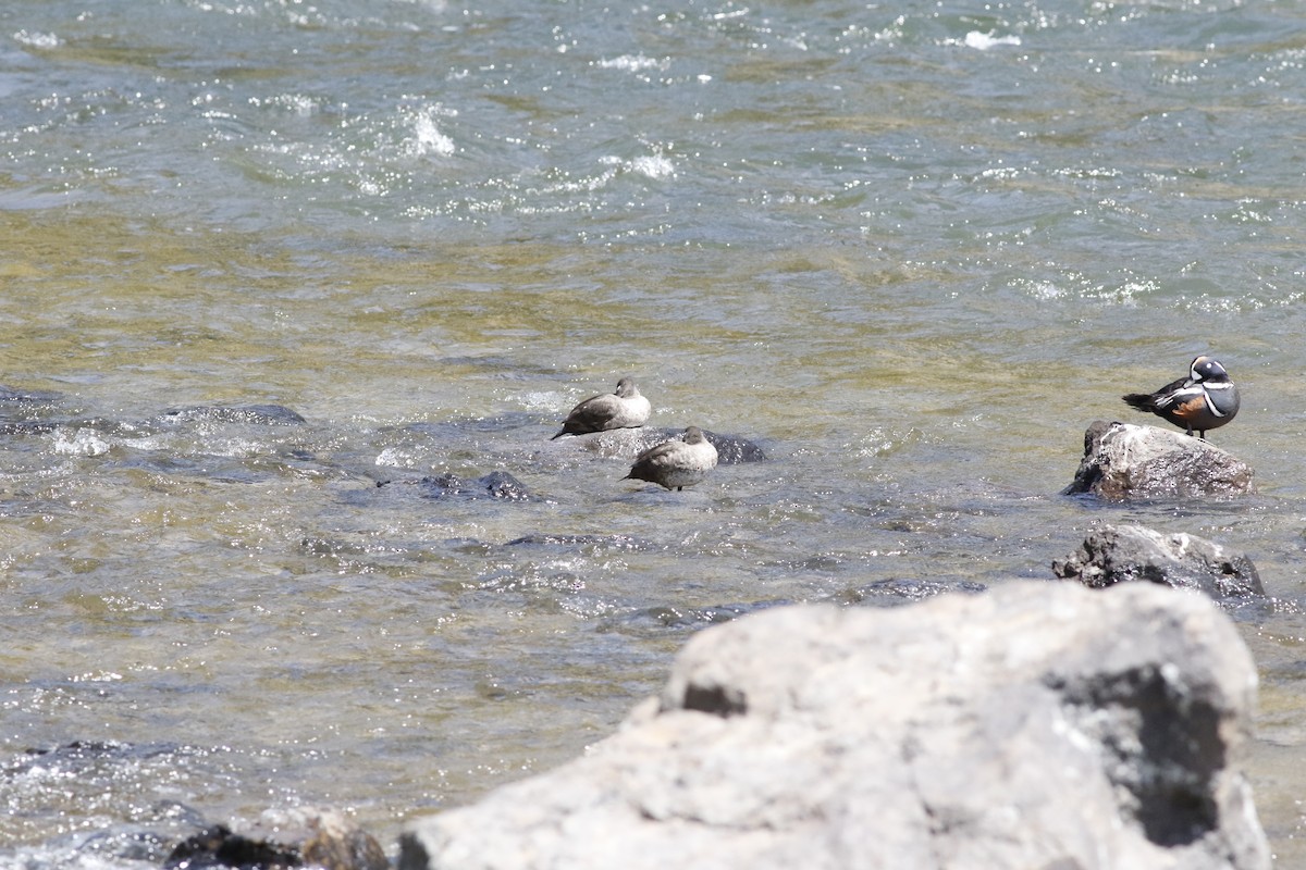 Harlequin Duck - ML620190132