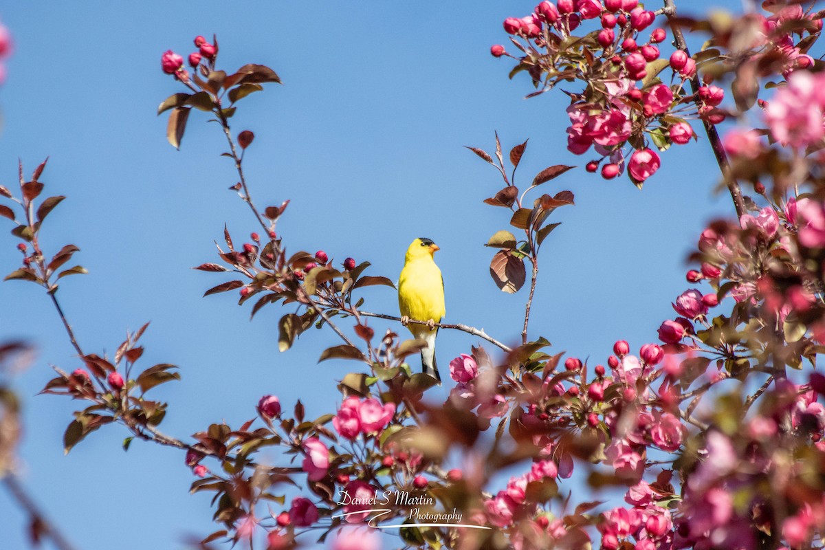 Chardonneret jaune - ML620190137