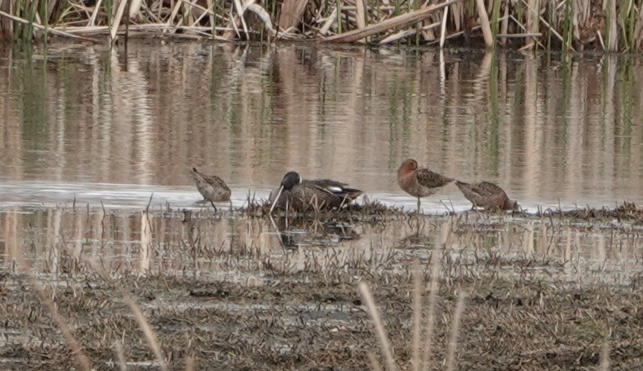 Short-billed/Long-billed Dowitcher - Nancy Henke