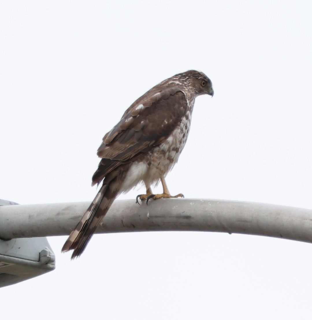 Cooper's Hawk - ML620190148