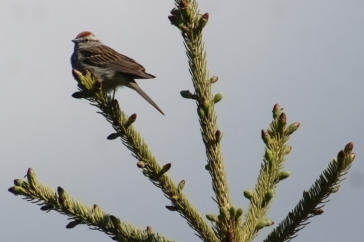 Chipping Sparrow - ML620190155