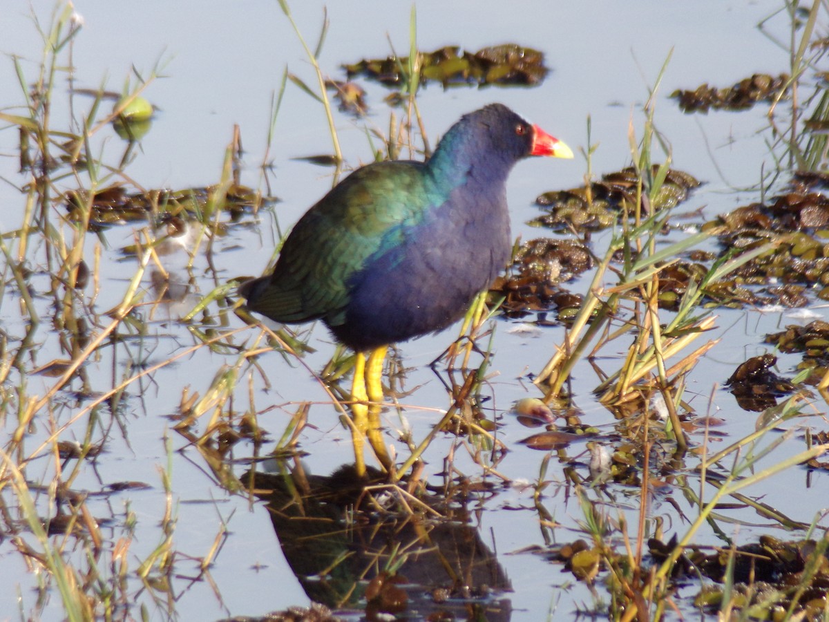 Purple Gallinule - ML620190157