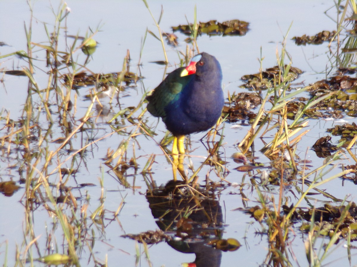 Purple Gallinule - ML620190158