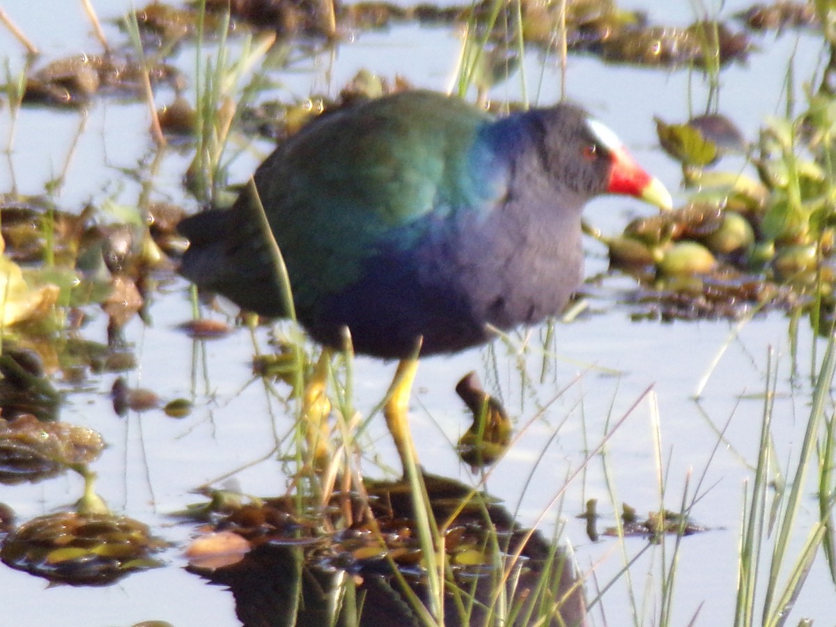 Purple Gallinule - ML620190159