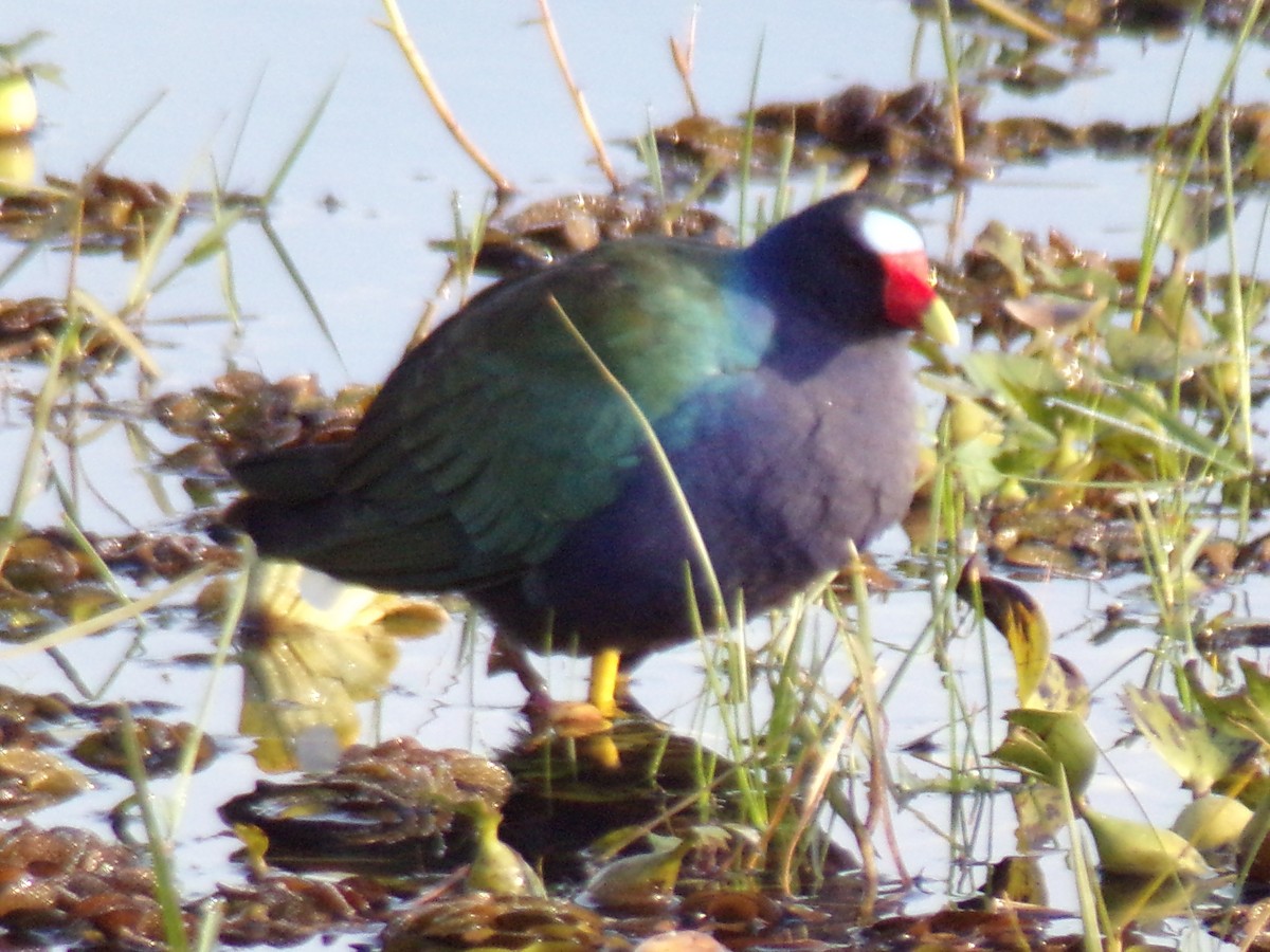 Purple Gallinule - ML620190160