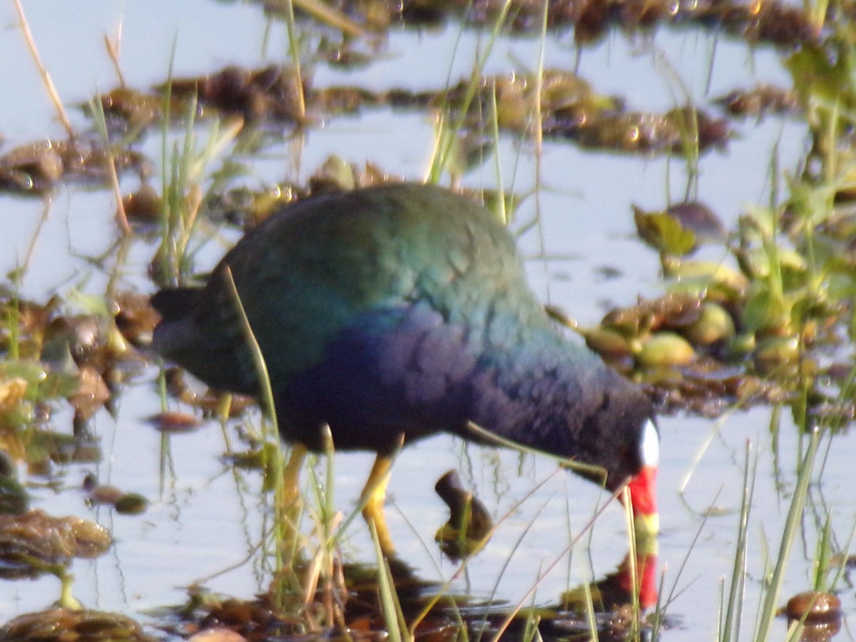 Purple Gallinule - ML620190161