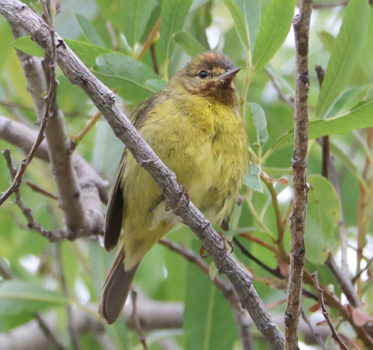 Orange-crowned Warbler - ML620190162