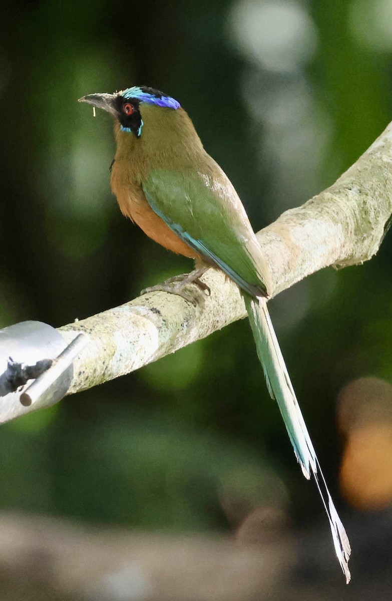 Motmot caraïbe - ML620190164