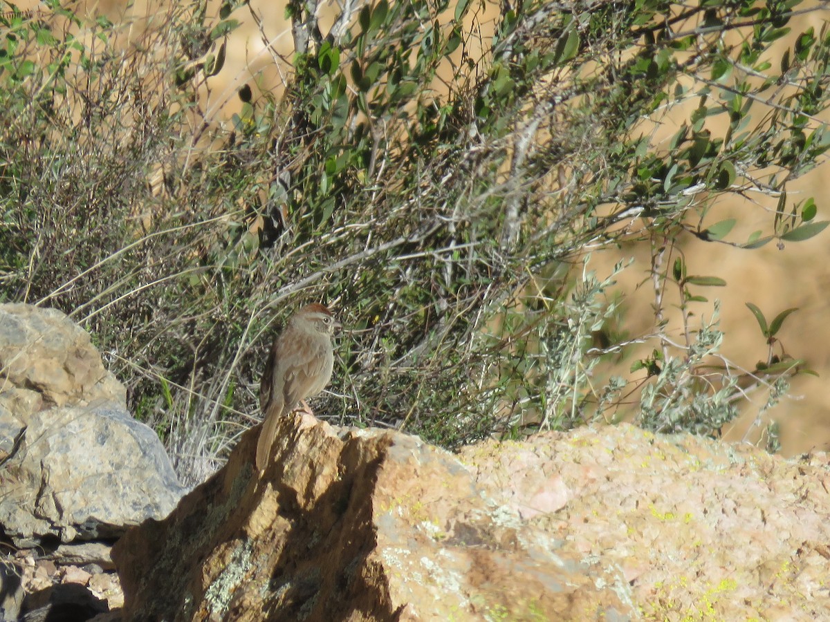 Rufous-crowned Sparrow - ML620190169