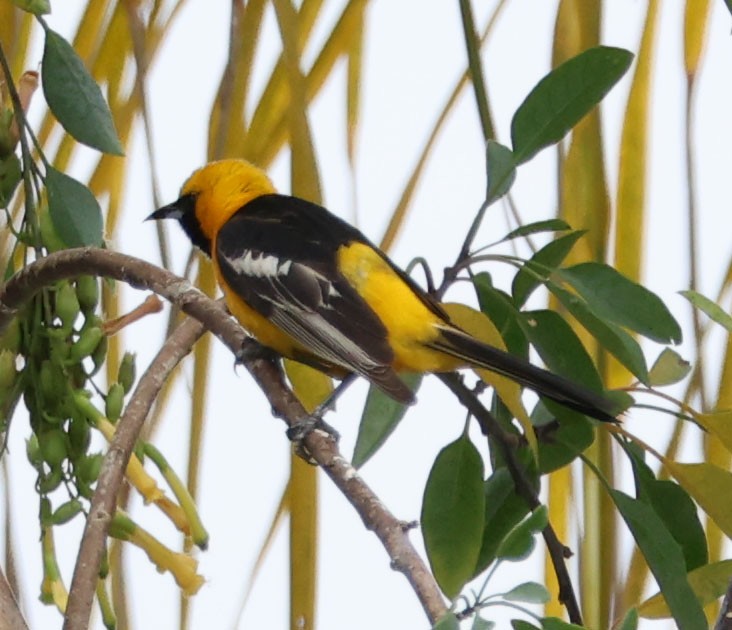 Hooded Oriole - ML620190172