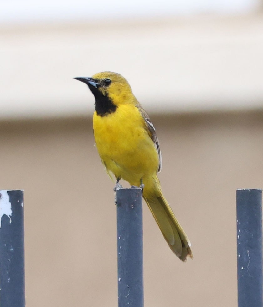 Hooded Oriole - ML620190173