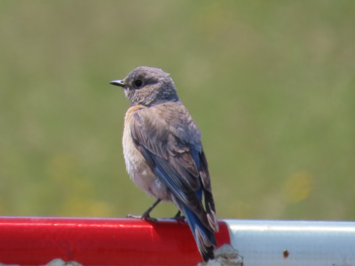 Western Bluebird - ML620190177