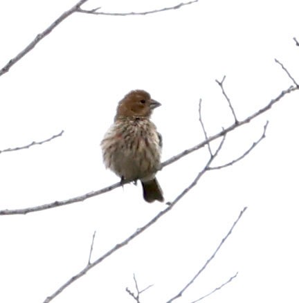 House Finch - ML620190178