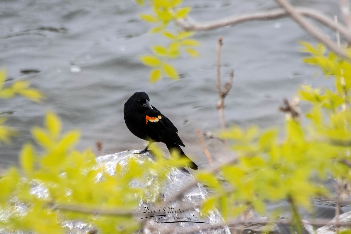 Red-winged Blackbird - ML620190179