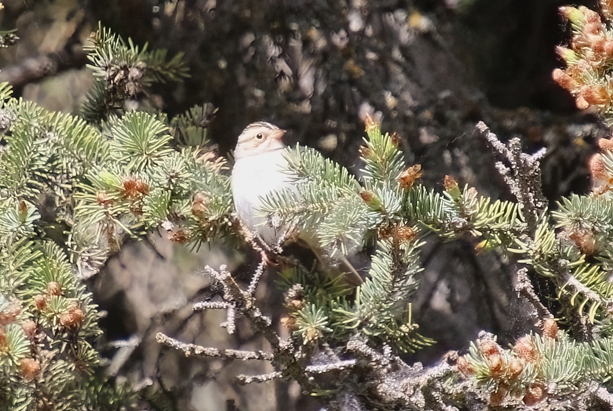 Clay-colored Sparrow - ML620190180