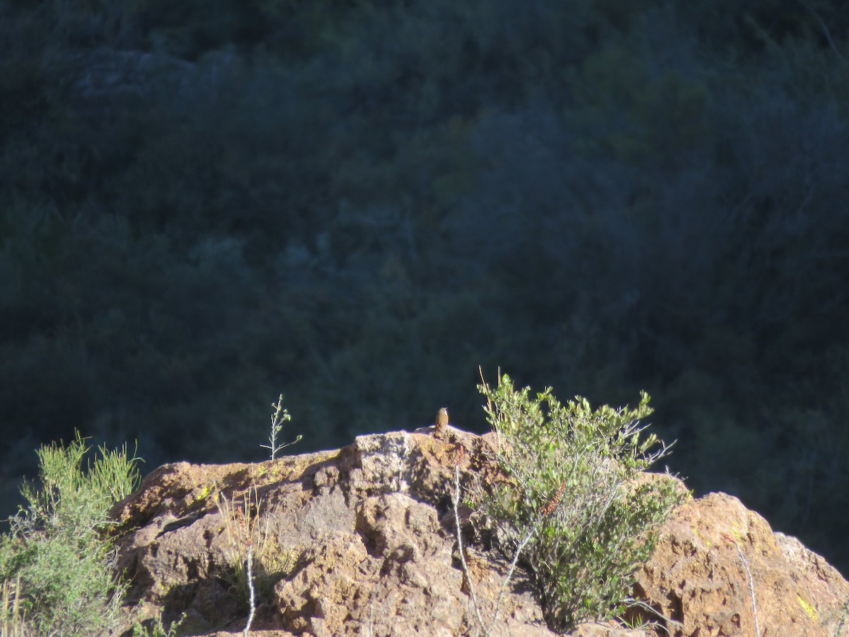 Canyon Wren - ML620190181