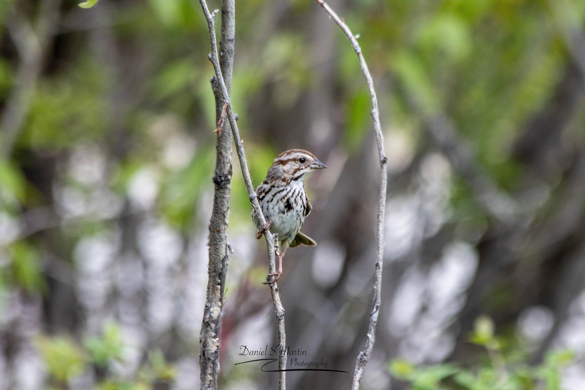 Song Sparrow - ML620190185