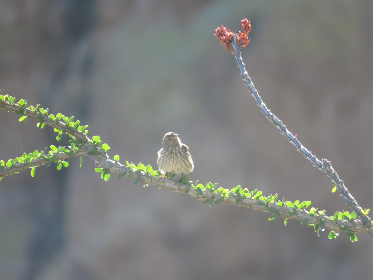 House Finch - ML620190186