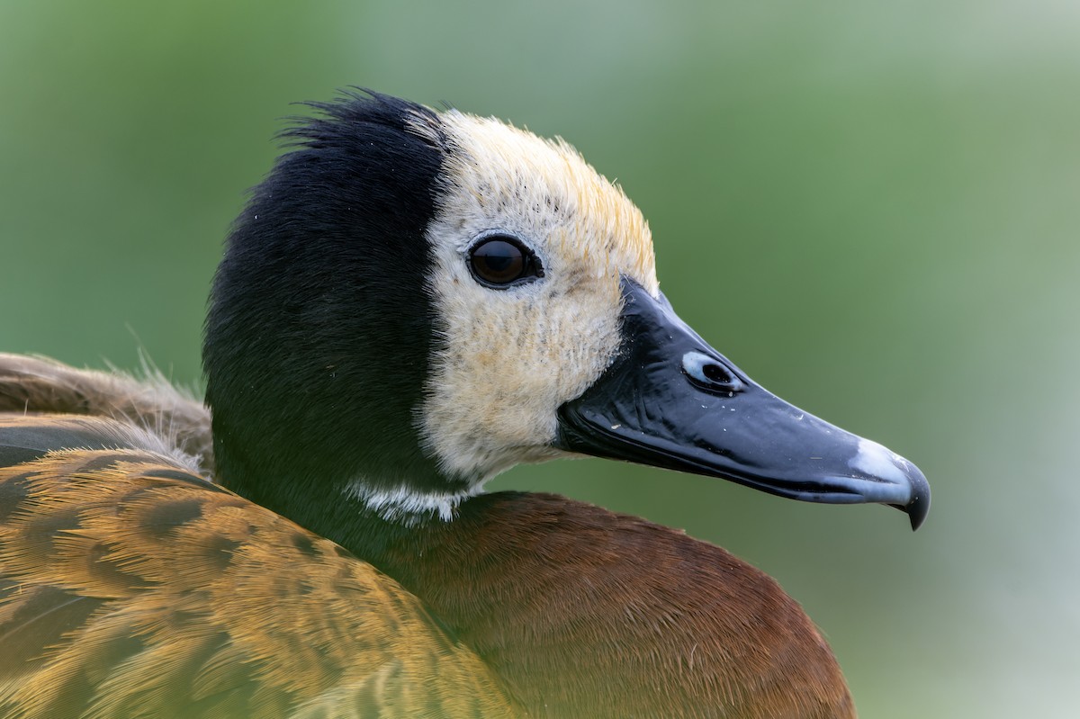 White-faced Whistling-Duck - ML620190191