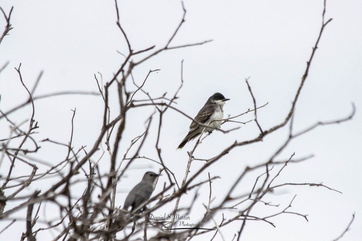 Gray Catbird - ML620190192