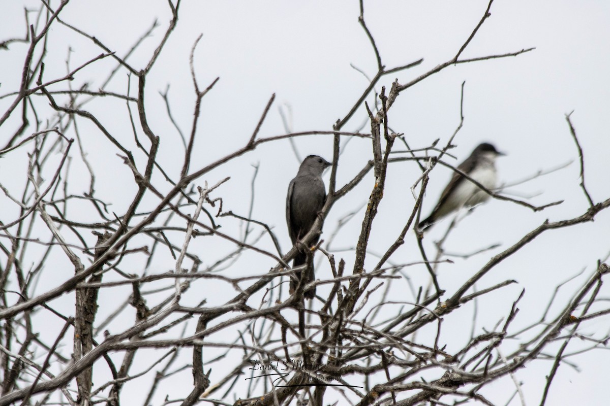 Gray Catbird - ML620190193