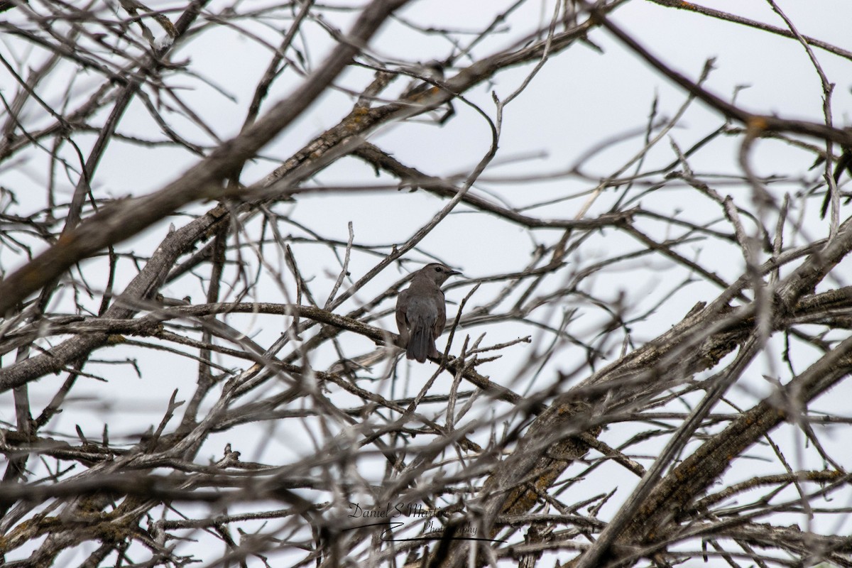 Gray Catbird - ML620190194