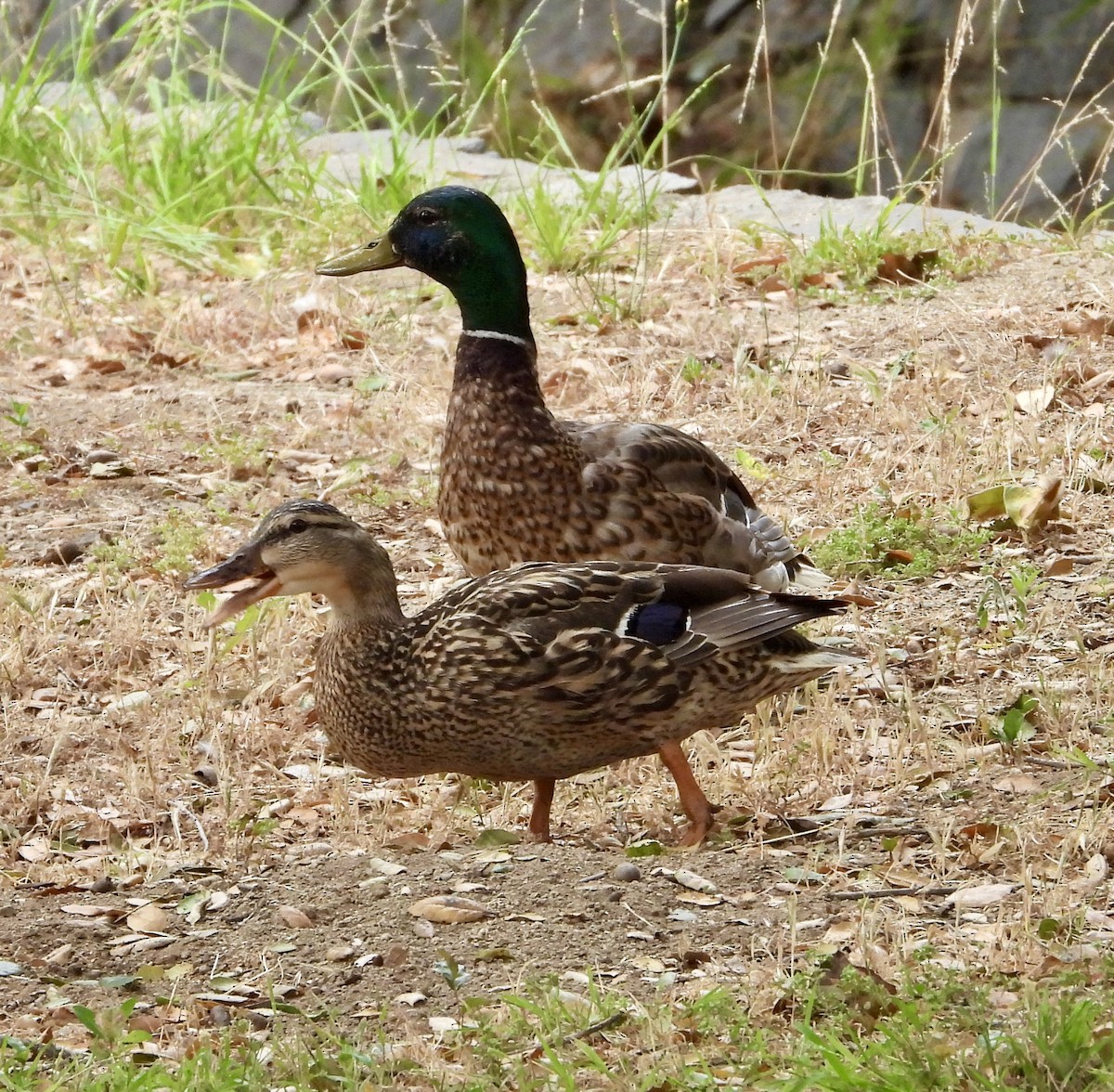 Mallard - ML620190195