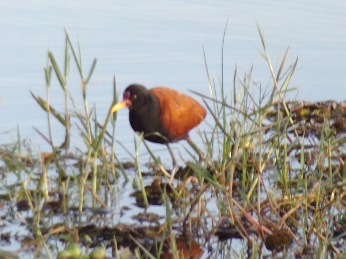 Wattled Jacana - ML620190197