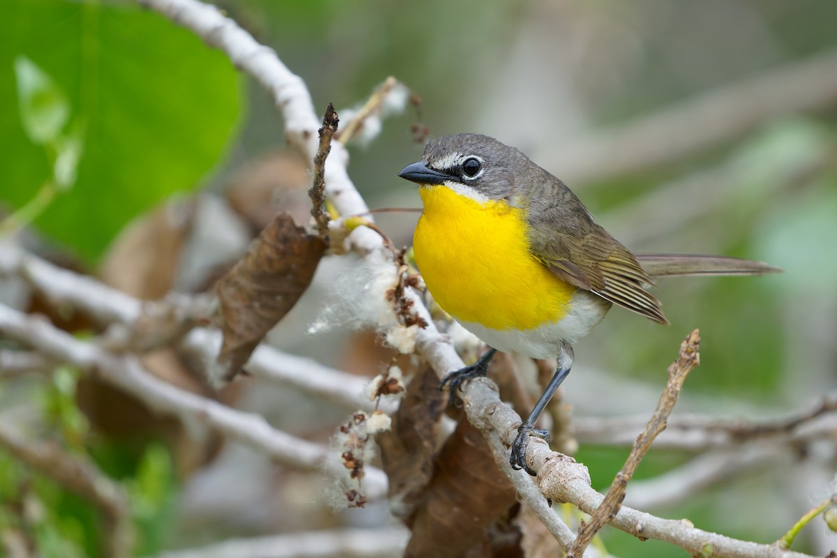 Yellow-breasted Chat - ML620190198