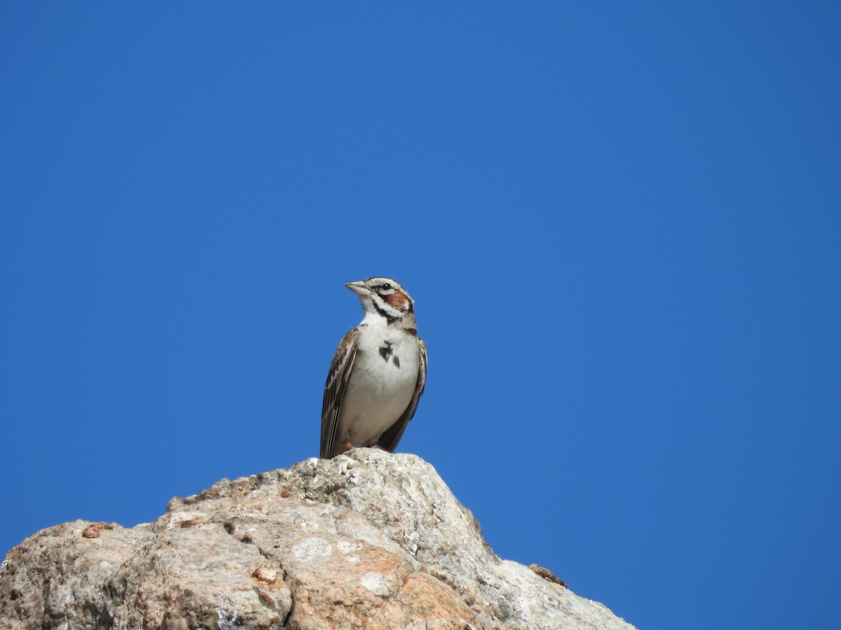 Lark Sparrow - ML620190199