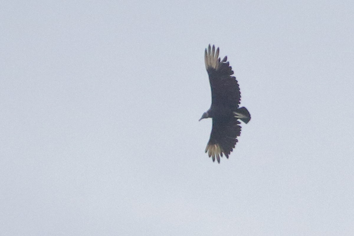 Black Vulture - ML620190200