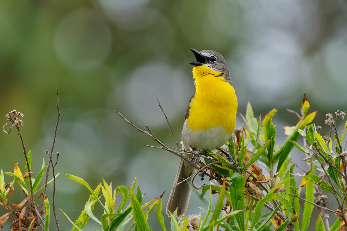Yellow-breasted Chat - ML620190204