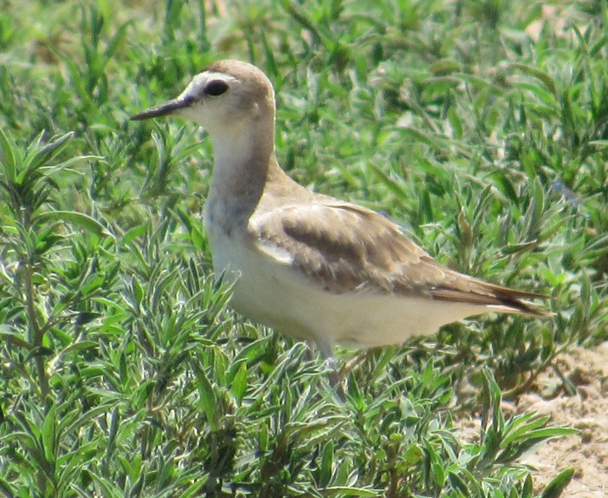 Mountain Plover - ML620190210