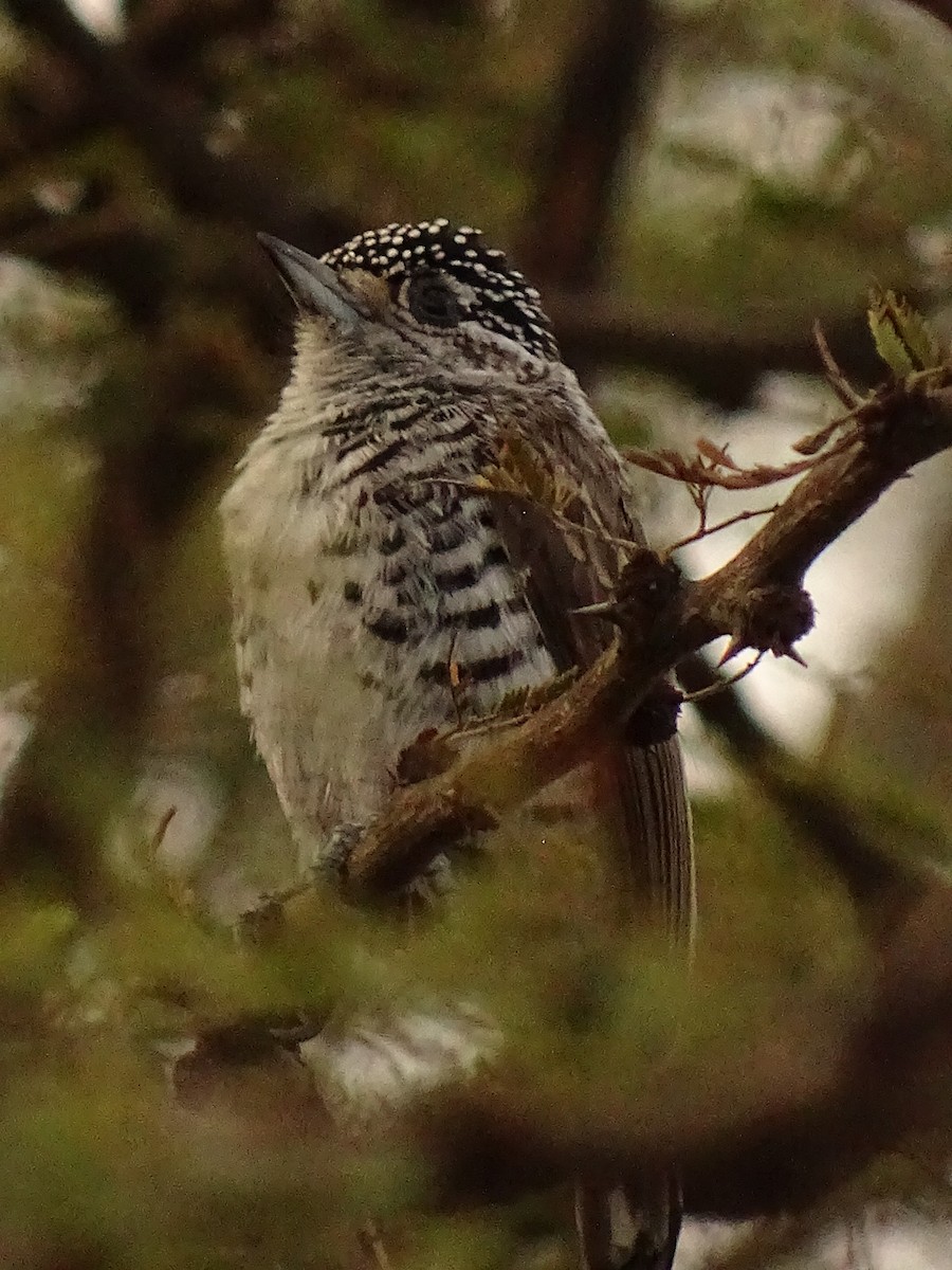 White-barred Piculet - ML620190213