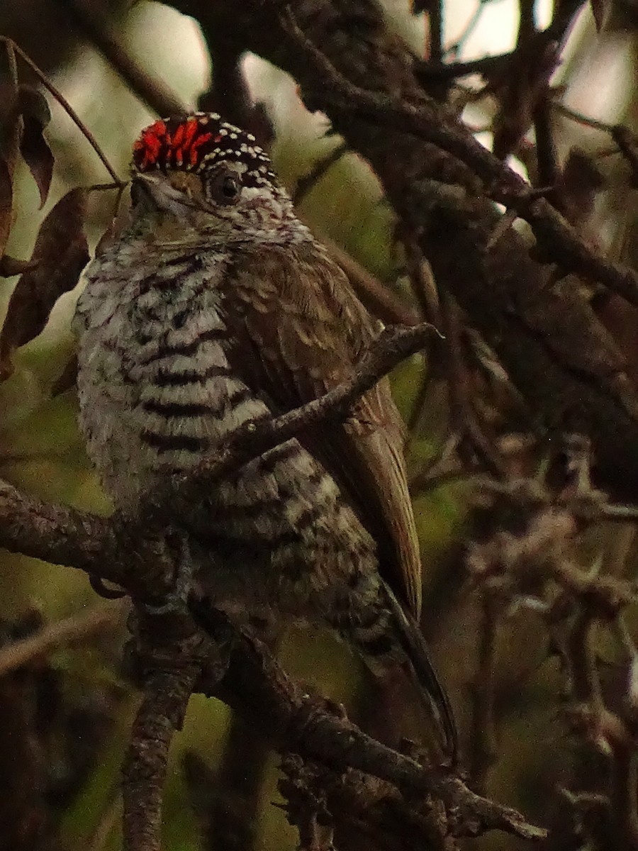 White-barred Piculet - ML620190214