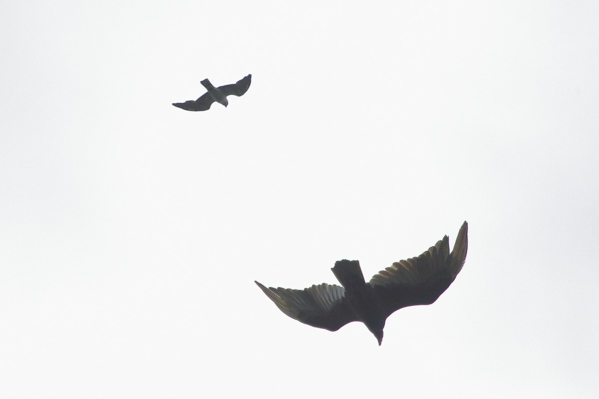 Mississippi Kite - ML620190217