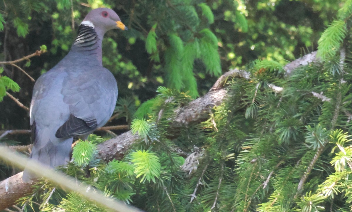 Band-tailed Pigeon - ML620190223