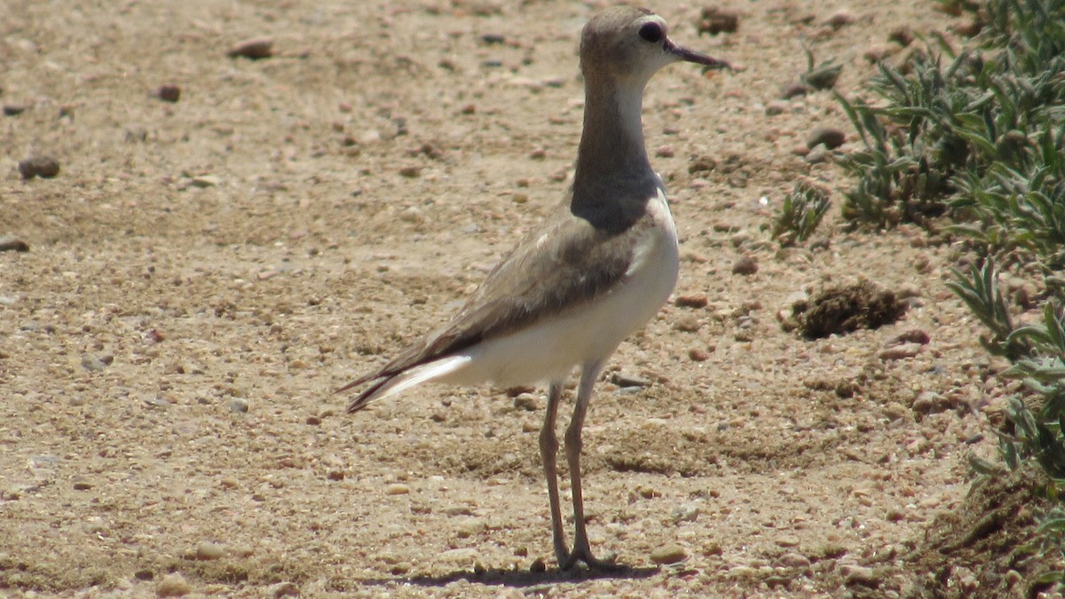 Chorlito Llanero - ML620190232