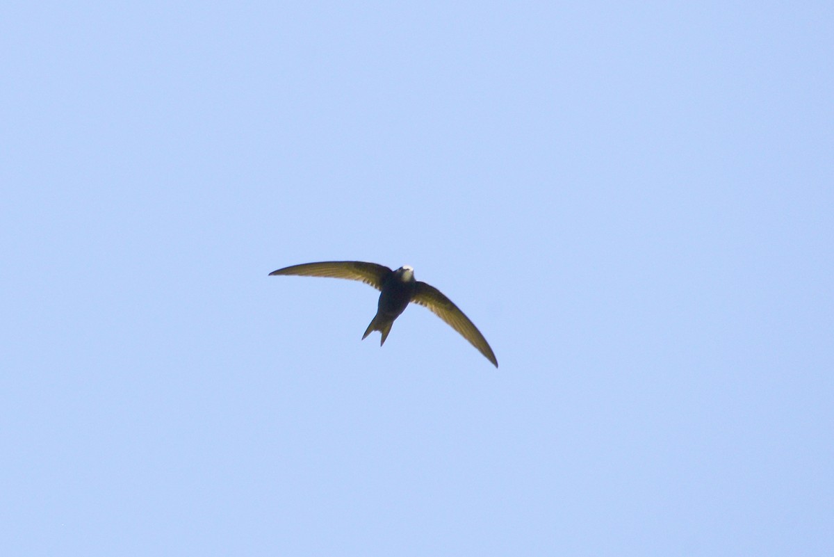 Common Swift - ML620190233