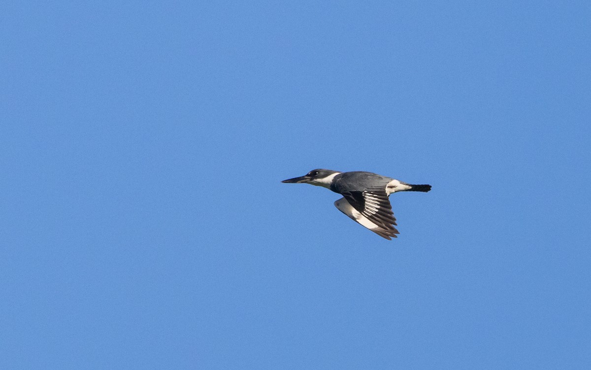 Belted Kingfisher - ML620190236
