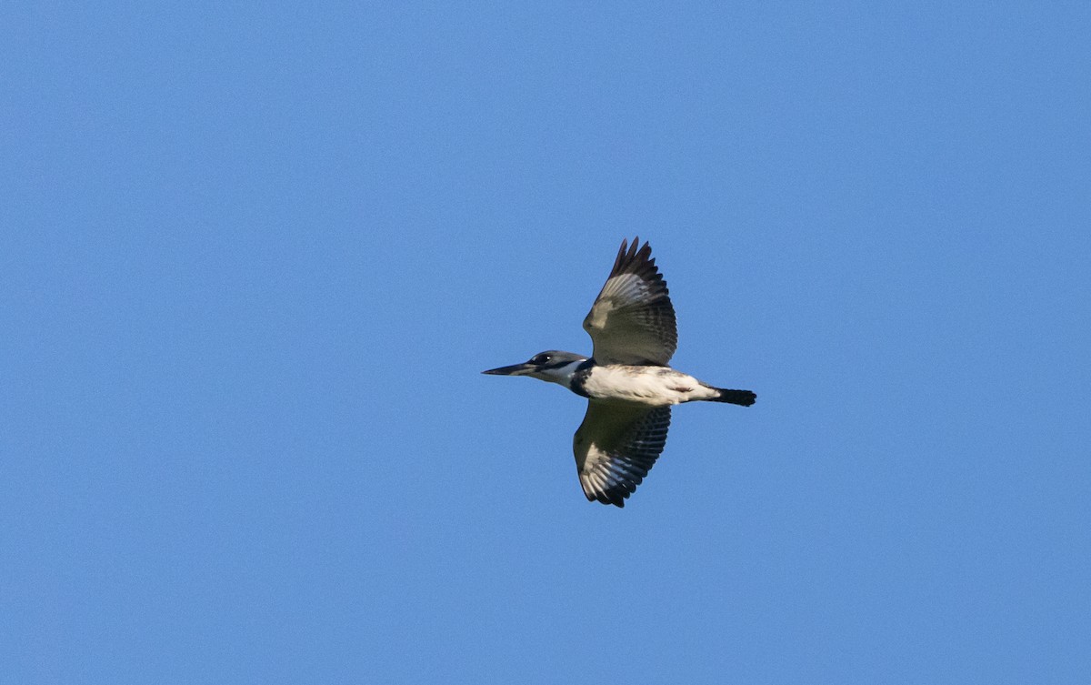 Belted Kingfisher - ML620190238