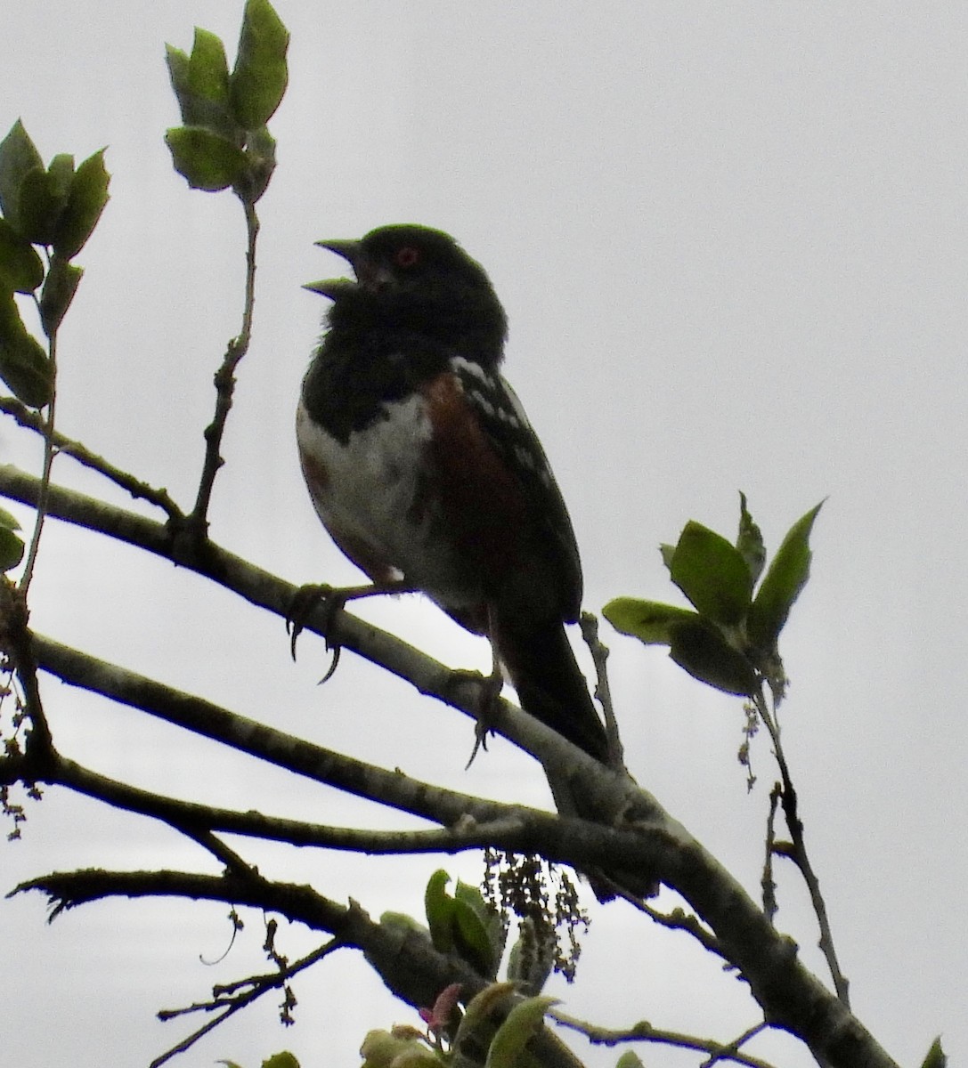 Spotted Towhee - ML620190239