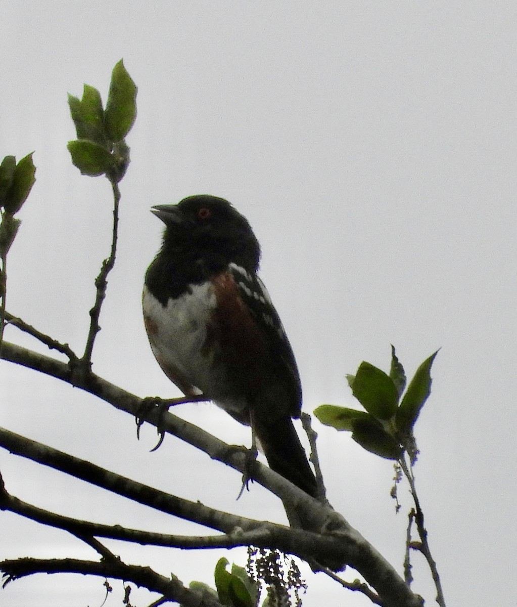 Spotted Towhee - ML620190240