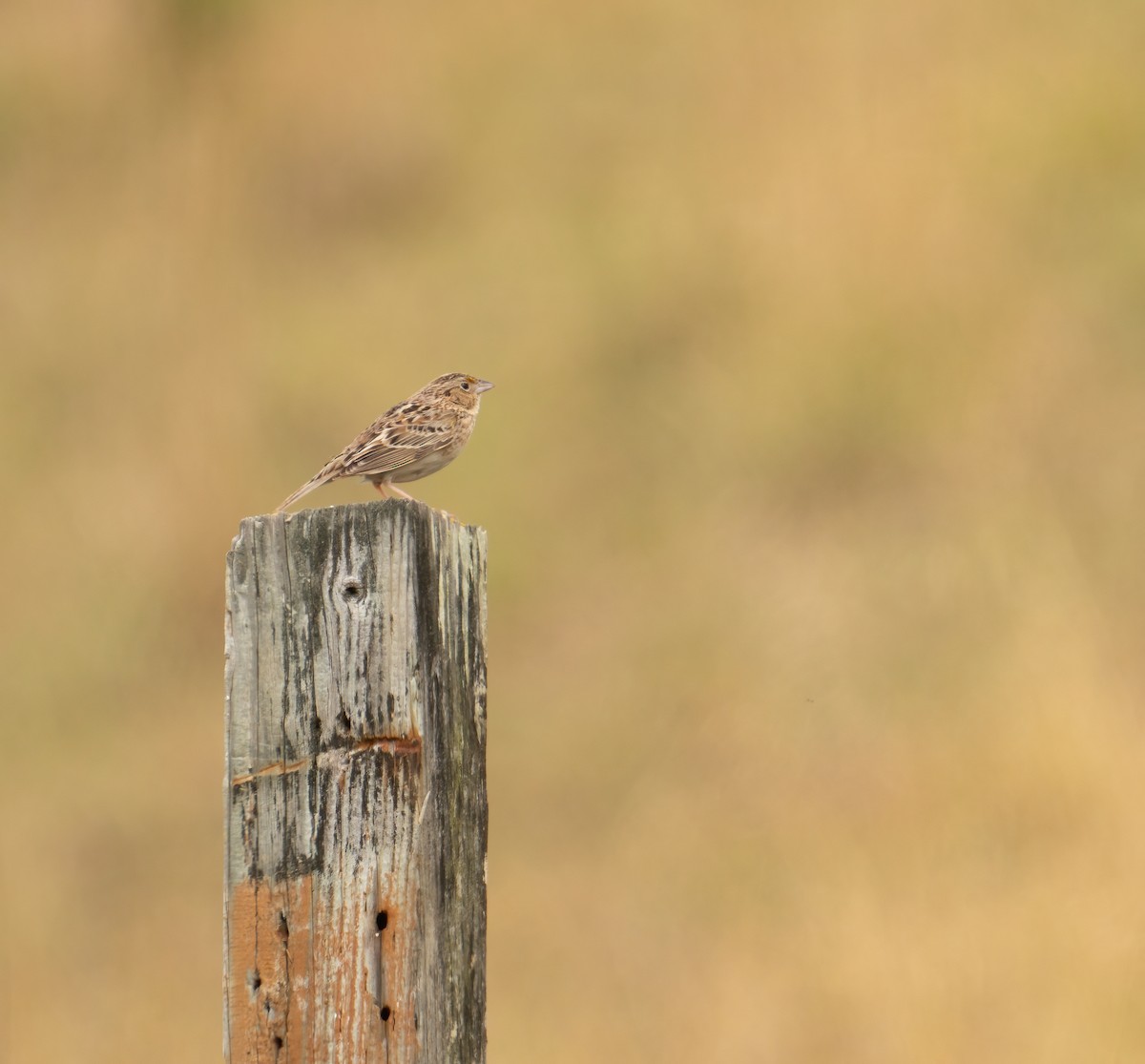 Grasshopper Sparrow - ML620190243