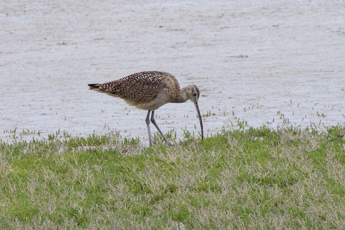 Long-billed Curlew - ML620190247