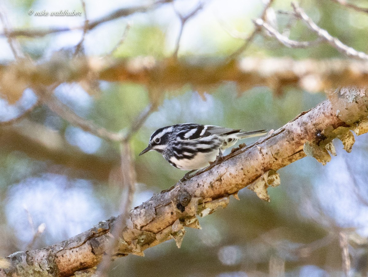 Black-and-white Warbler - ML620190256